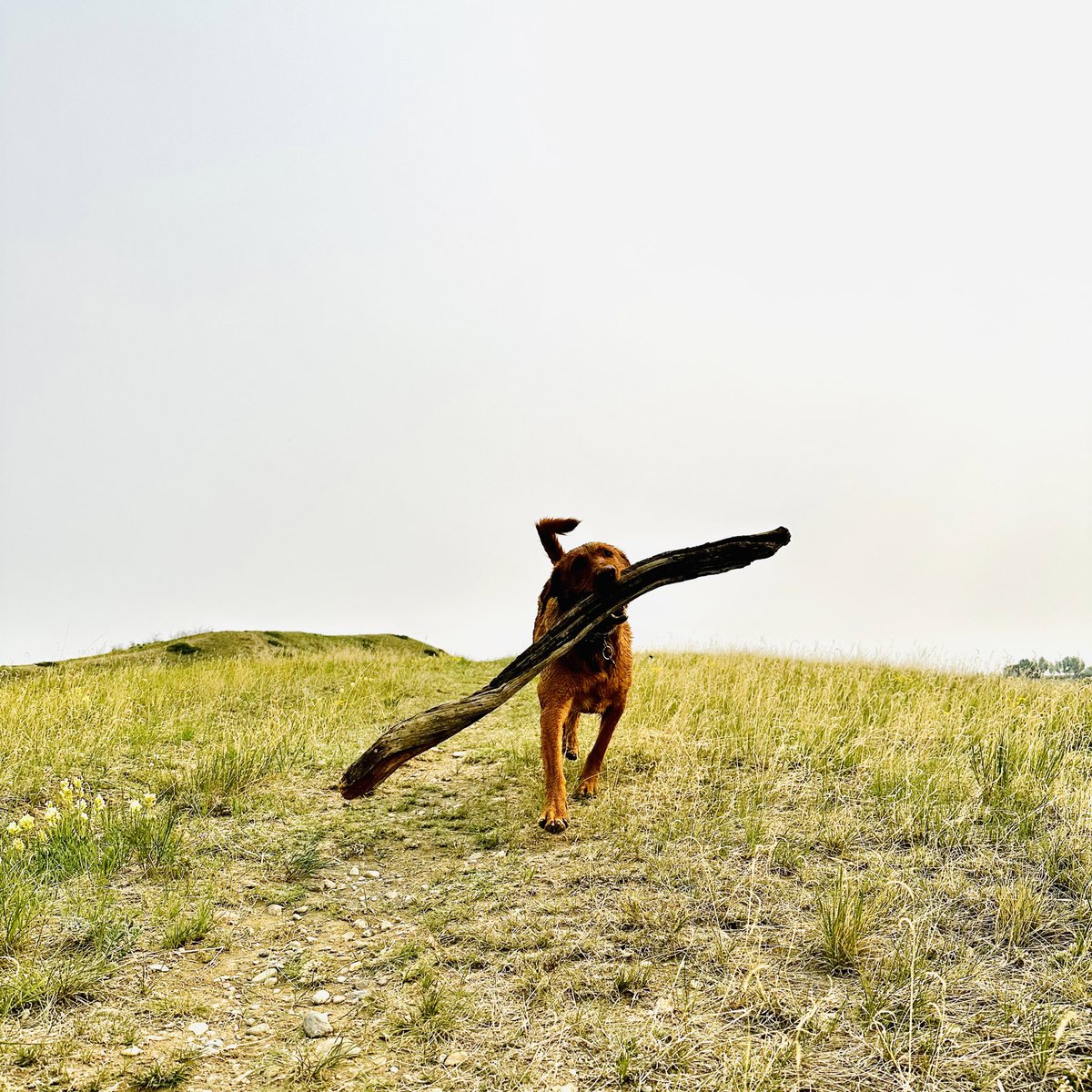 steveplusc's tweet image. What’s better than a Saturday run? Finding the perfect stick along the way. #saturdayrun