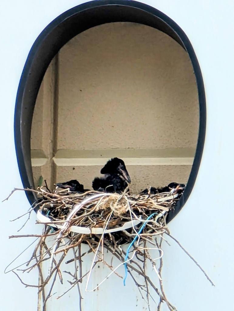 1/4) Checking on my crow grands🥰🐦‍⬛♥️🐦‍⬛ I don't think they'll be in the nest much longer. Short videos follow ( I apologize ahead of time for the wobblies 😏)