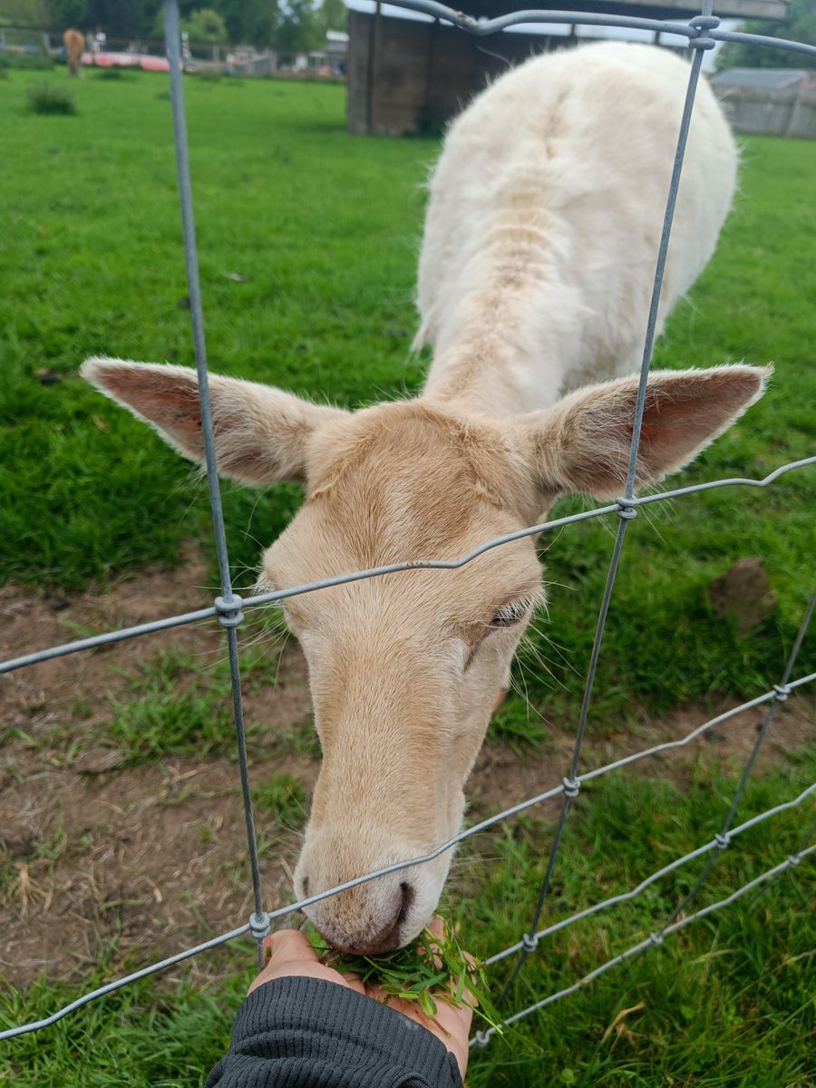 Wholesome Saturday feeding a little deer. 🥹