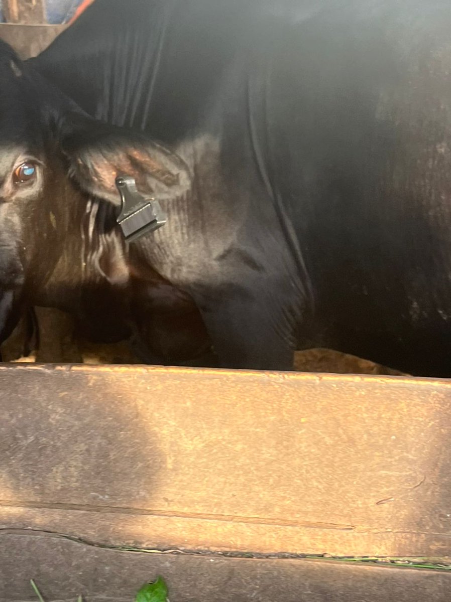 BoscoYumvuhore's tweet image. Being inspired by @olivikam and Awarded with #inspiration award in the #innovate for cow #biohackthon @RwandaIndustry  was a big starting point for #AgroTAG Ltd with the #Cowsafetech project Aimed at   monitoring cattle daily health parameters by connecting Farmer-Vet and cattle