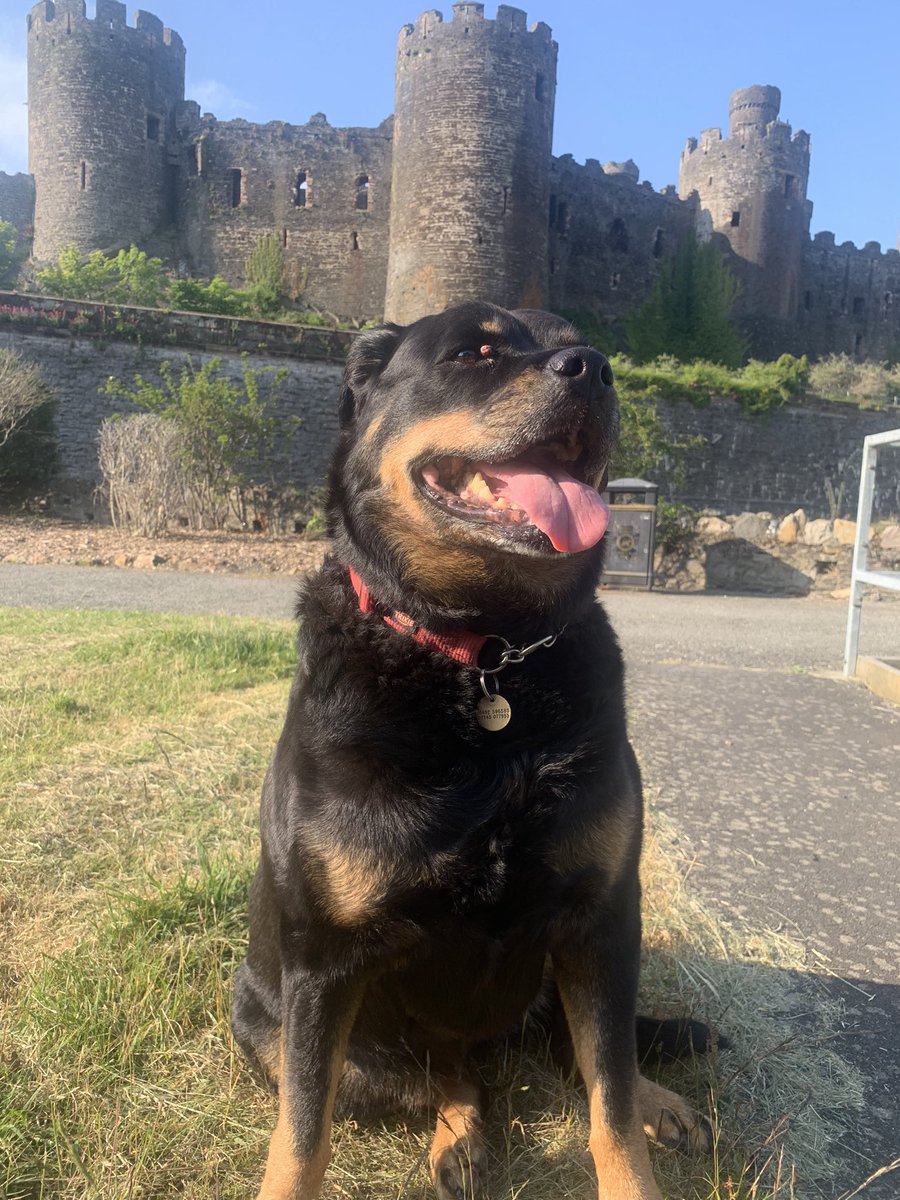 Loopsalot68's tweet photo. When you have no football on a Saturday and still manage to blag the night off work @Love_Signatures  #bossperks so you get time to enjoy a leisurely mooch with the dog around #Conwy #NorthWales 🏴󠁧󠁢󠁷󠁬󠁳󠁿 https://t.co/GLz19EN2s0
