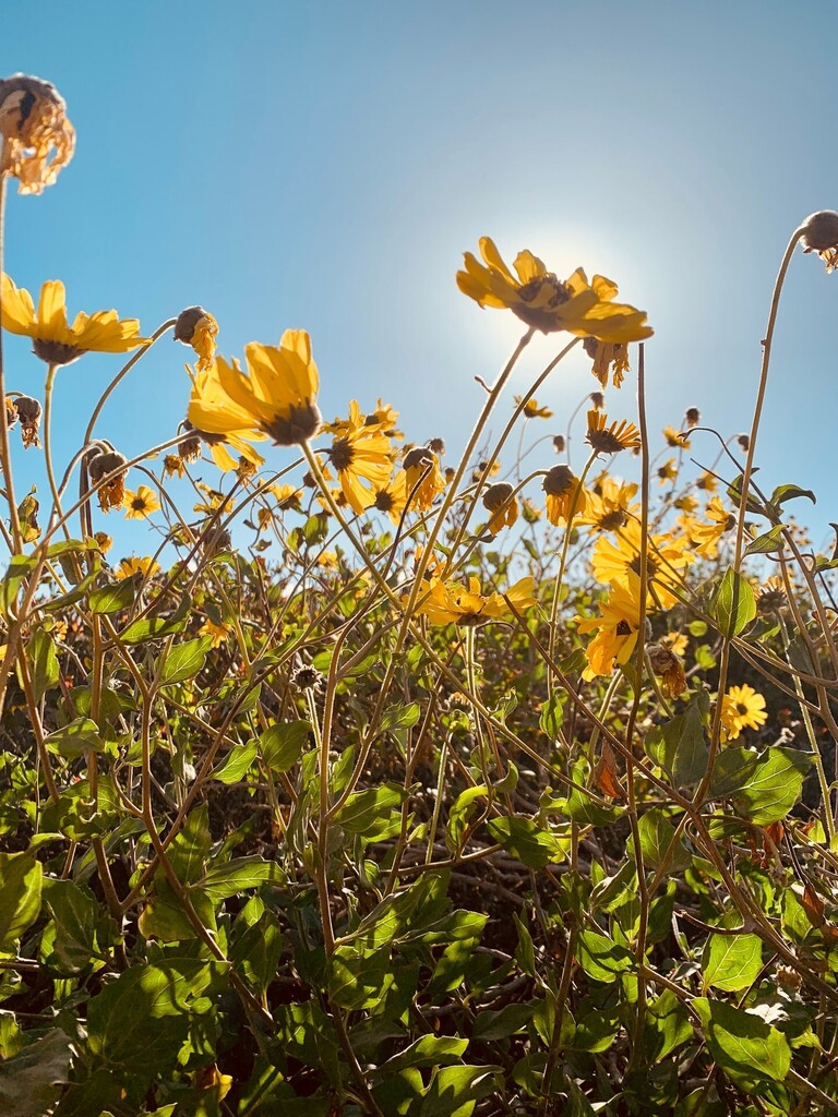How should you celebrate #worldbeeday today?  Go outside and plant some bee and butterfly friendly flowers! Not everyone needs to be a beekeeper but everyone should be ready to help in their own ways.  How are you going to make a difference today? instagr.am/p/CseNTrQskXJ/