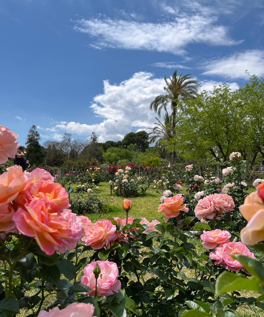 nuria_manchado's tweet image. El Parc de Cervantes és un espectacle botànic. Quina meravella 🌺✨

#Barcelona #Parcs