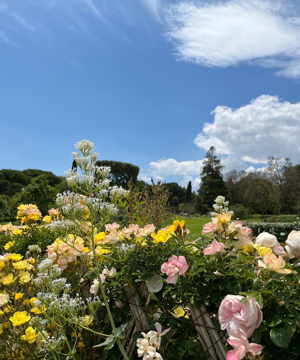 nuria_manchado's tweet image. El Parc de Cervantes és un espectacle botànic. Quina meravella 🌺✨

#Barcelona #Parcs