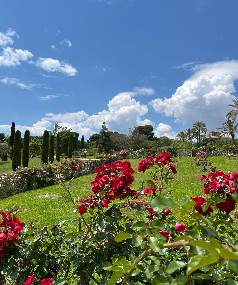 nuria_manchado's tweet image. El Parc de Cervantes és un espectacle botànic. Quina meravella 🌺✨

#Barcelona #Parcs