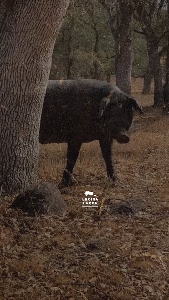 Encina Farms tweet media