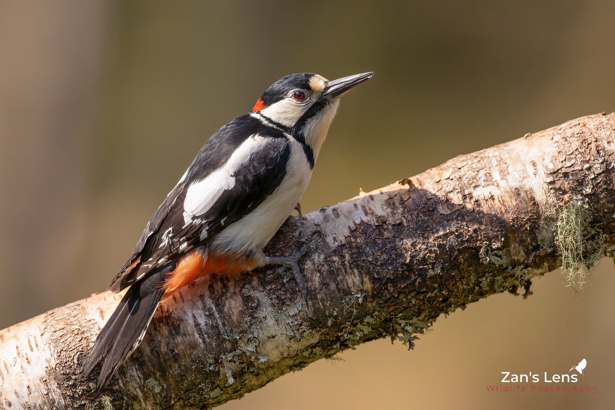 Woody the woodpecker ;)