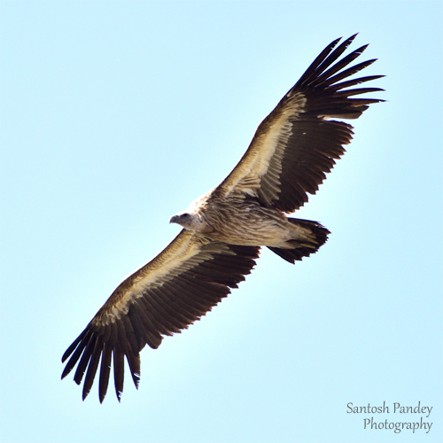 bySantoshPandey's tweet photo. Himalayan Vulture at Pokhari, Amazing Birds by Santosh Pandey

Found in the Himalayas and the Tibetan Plateau, Himalayan vulture is a large, brown bird. It is a scavenger that feeds on carrion. It is an important part of the ecosystem and helps to keep the environment clean. https://t.co/Lc0kv8QbYG