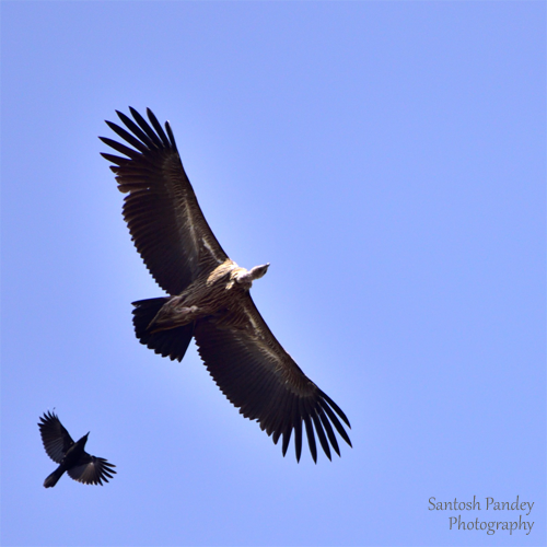 bySantoshPandey's tweet photo. Himalayan Vulture at Pokhari, Amazing Birds by Santosh Pandey

Found in the Himalayas and the Tibetan Plateau, Himalayan vulture is a large, brown bird. It is a scavenger that feeds on carrion. It is an important part of the ecosystem and helps to keep the environment clean. https://t.co/Lc0kv8QbYG