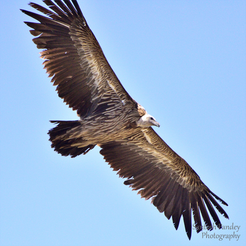 bySantoshPandey's tweet photo. Himalayan Vulture at Pokhari, Amazing Birds by Santosh Pandey

Found in the Himalayas and the Tibetan Plateau, Himalayan vulture is a large, brown bird. It is a scavenger that feeds on carrion. It is an important part of the ecosystem and helps to keep the environment clean. https://t.co/Lc0kv8QbYG