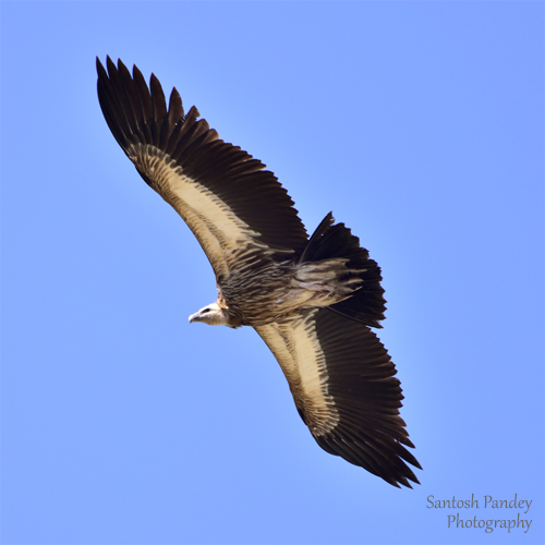 bySantoshPandey's tweet photo. Himalayan Vulture at Pokhari, Amazing Birds by Santosh Pandey

Found in the Himalayas and the Tibetan Plateau, Himalayan vulture is a large, brown bird. It is a scavenger that feeds on carrion. It is an important part of the ecosystem and helps to keep the environment clean. https://t.co/Lc0kv8QbYG