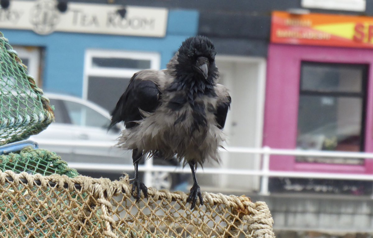 OldDrfish's tweet photo. Hooded Crow, drying off after a bath Tobermory Isle of Mull #Scotland #naturelovers #wildlife https://t.co/zsz11cSiks