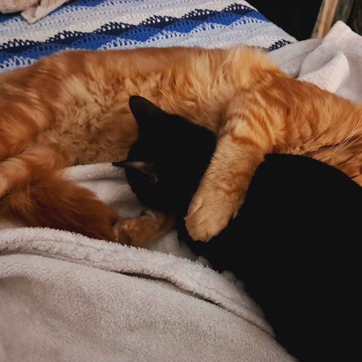 alrinateich's tweet photo. My fluffies #gingerMC #besties https://t.co/dZ90Jlesys