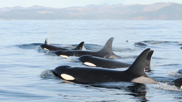 Yesterday was #EndangeredSpeciesDay.

The Southern Resident killer whales currently number a mere 73 individuals in their ever declining population. Their decline (among other factors) is a direct result of the depletion of their main food source: Chinook salmon. 

1/?