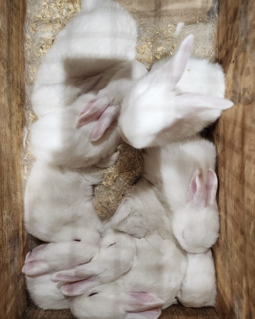 lasvegaslabels's tweet photo. Hope everybunny is having a wonderful weekend! ๐๐ฐ#vegas #weekend #cute #saturdayvibes #weekendvibes #welovelabels #labelsforyou #customtoyou #customjobs #team #family https://t.co/zrUP2MKfj8