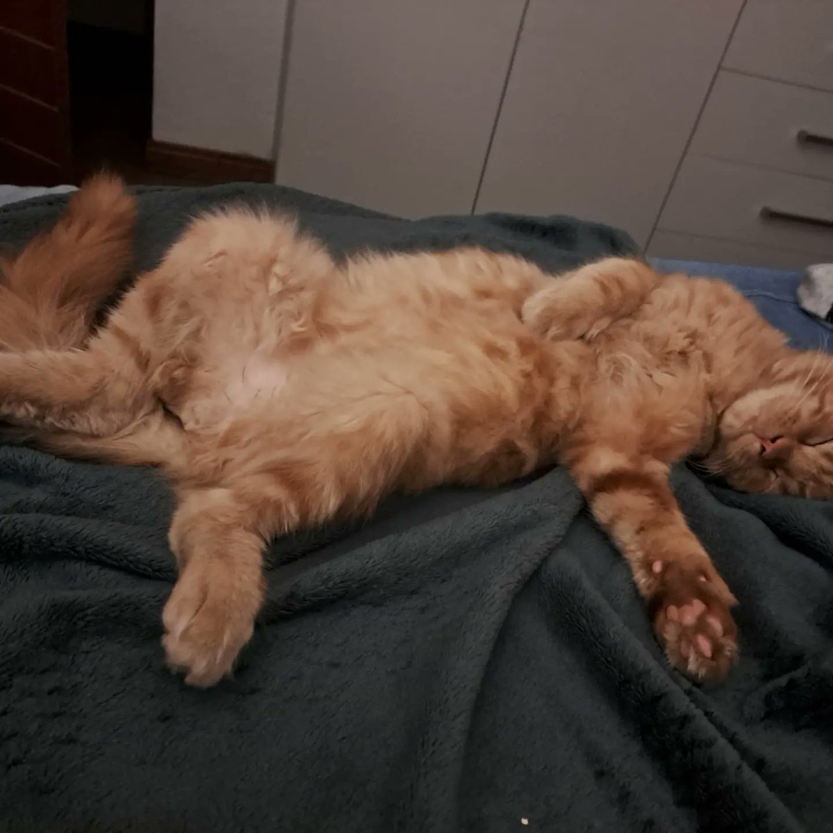 alrinateich's tweet photo. My fluffies #gingerMC #besties https://t.co/dZ90Jlesys