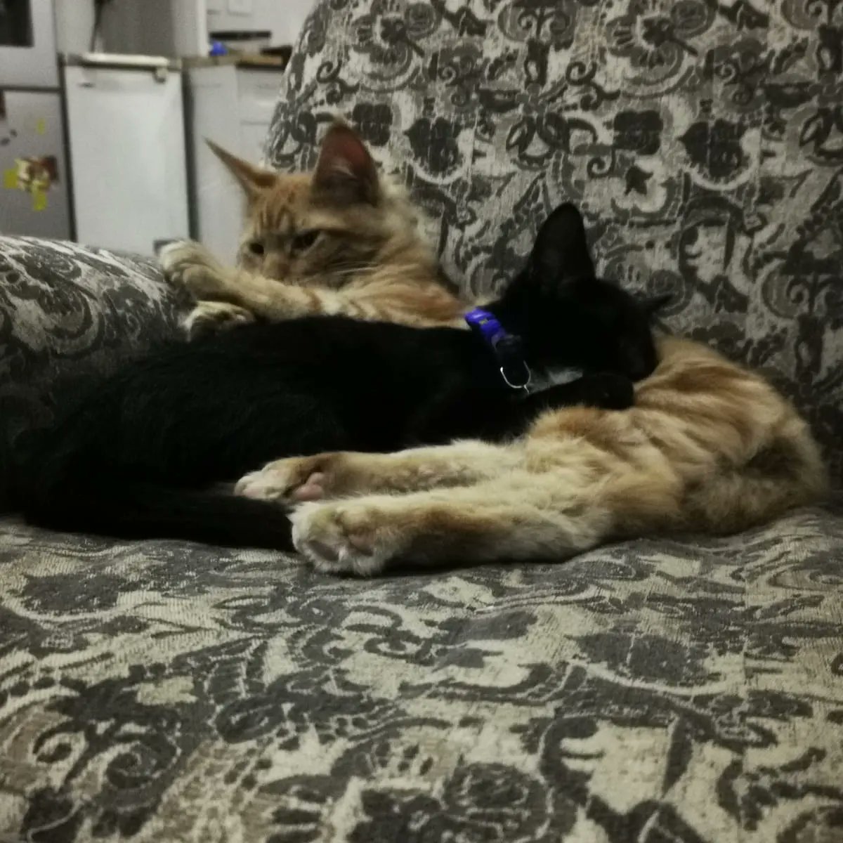 alrinateich's tweet photo. My fluffies #gingerMC #besties https://t.co/dZ90Jlesys