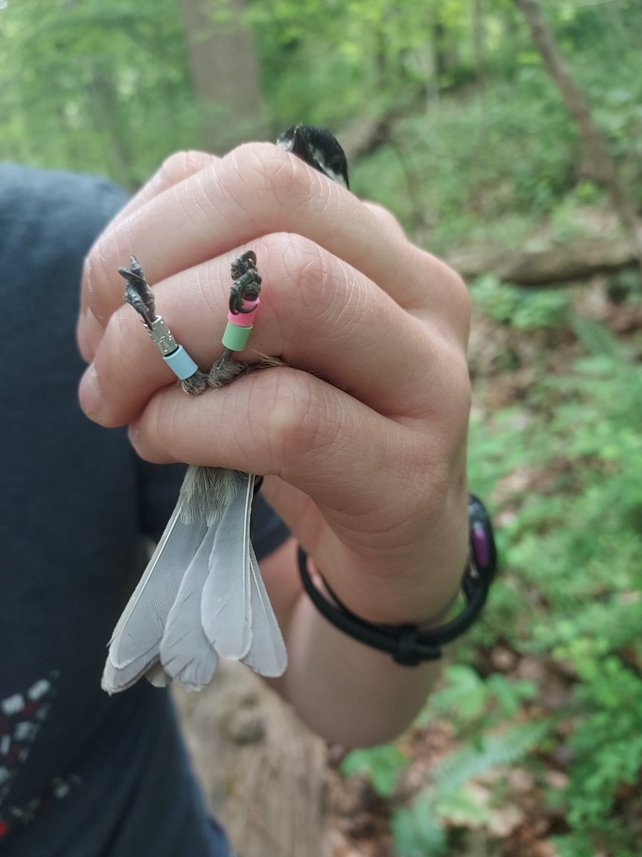 brittcopps's tweet photo. First new bird banded of the season! @cjones5599 @Bob_Curry . We went for a beautiful pastel band combo for this firece momma! (Our ripped cuticles can attest to the fierceness) https://t.co/leTYLhwAOQ