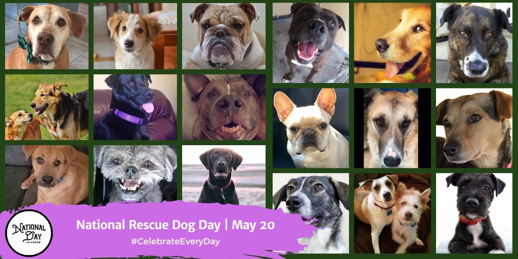 Beachdudeca's tweet photo. The National Rescue Dog Day on May 20 brings with it a promise of love, friendship, and kindness. Adopting, or even just fostering, helps people and the animals in the long run.
#NationalDay #AnimalShelter #AnimalFoster #AnimalRescue #AnimalAdoption https://t.co/T9bUVgcRgD