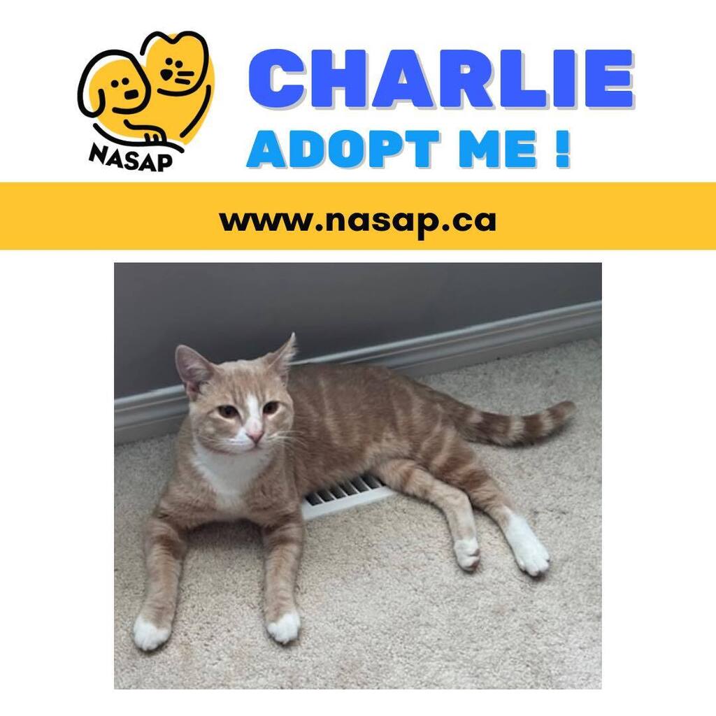 NasapCa's tweet photo. Meet Charlie 

Charlie is the MOST cuddly cat! He loves chin bumps and scartches. He is a motor boat when he is excited and loves to purr. He is great with kids and dogs. He will make an amazing addition to any home! He is playful and loves to climb. He … https://t.co/91ADkOYQyA https://t.co/5Ho1aLaIIM