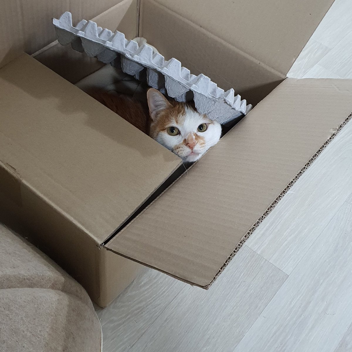 어디갔나 한참을 찾아다니다가 재활용박스에서 발견
이름부르니까 그제서야 빼꼼 내밀고 쳐다봐주심