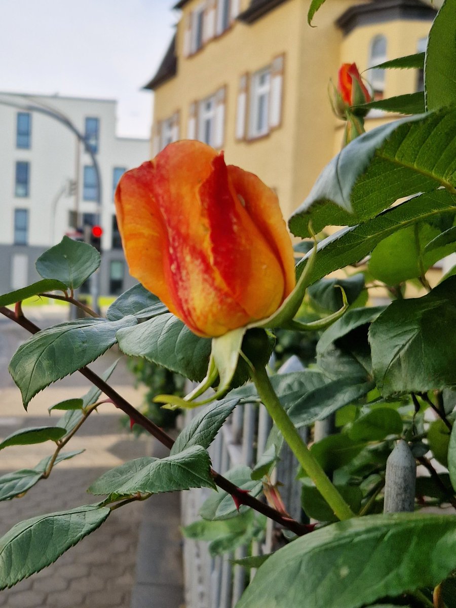 Poerlitzer03's tweet image. #Wanderungen und ##Spaziergänge im Mai müssen sein, denn die #Natur bietet ein tolles Ambiente für alle Sinne. Das kommende erste sommerliche #Wochenende sollte man ausgiebig dazu nutzen.
#Ausfüge #Radfahren #Garten #Reisen