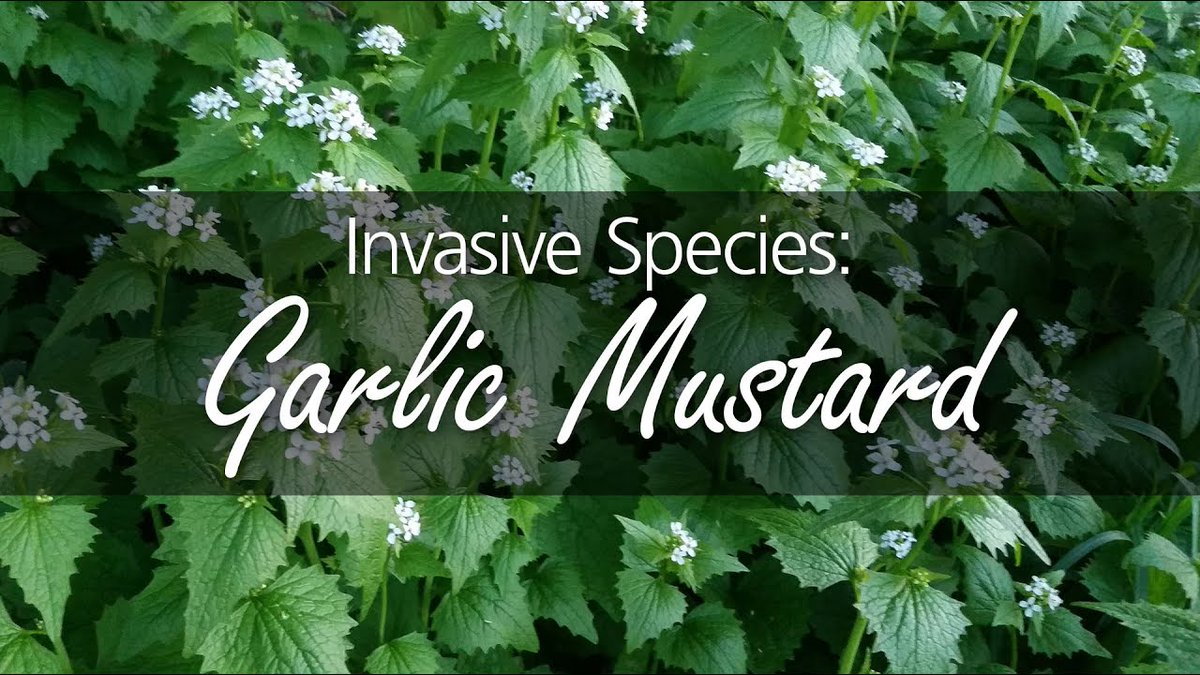 RBGCanada's tweet photo. Garlic Mustard, you're likely seeing it everywhere right now! To learn more about this #InvasiveSpecies, how to identify it, and how you can help keep it from spreading, watch: https://t.co/Q1vmKA0lYU #NIAW @CanadaInvasives https://t.co/FRovmaj3kx