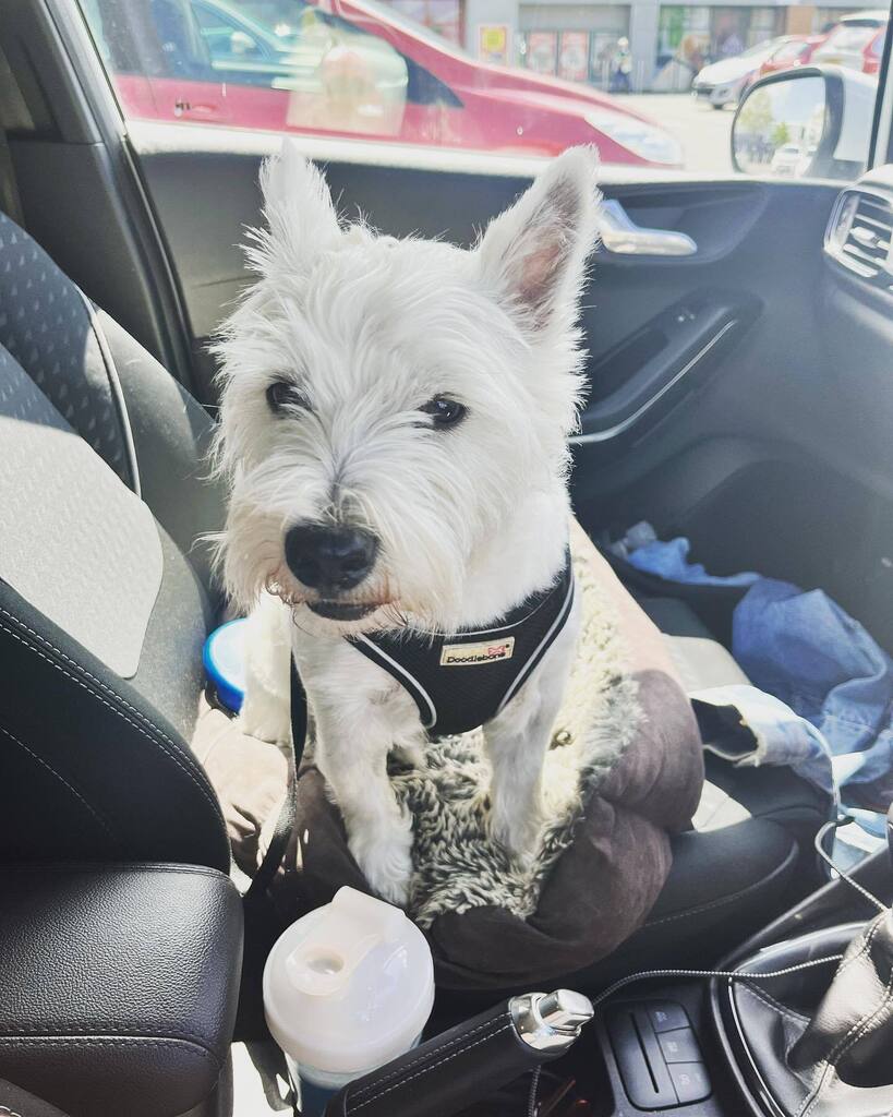 jacqui_dow5's tweet photo. Road trip with the baby boy this morning to go and visit Robyn on camp… 2 very tired babies on the way home! But both did me proud today with how well they behaved ❤️ #scouts #scoutcamp #scoutdog #5yearsold https://t.co/wwB9bopdUl https://t.co/BSQpx8HiU6