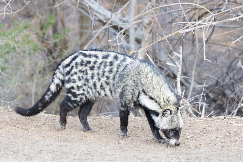 fur_vin's tweet photo. Wake up babe new raccoonish fursona just dropped

(Civettictis civetta) https://t.co/zVBftp7UMB