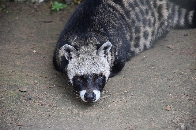 fur_vin's tweet photo. Wake up babe new raccoonish fursona just dropped

(Civettictis civetta) https://t.co/zVBftp7UMB