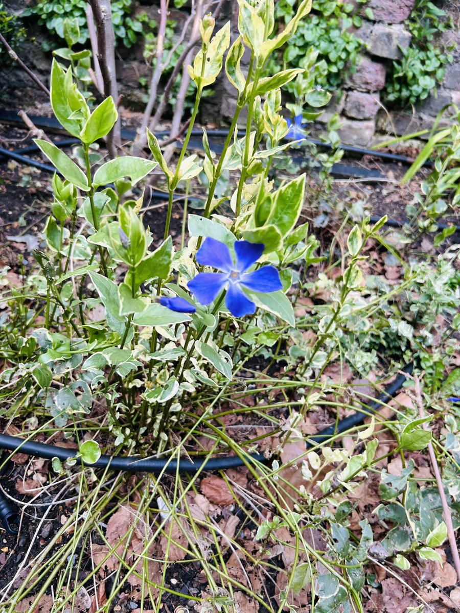JPZaragoza1's tweet image. Some more pics of the flowers in the garden #SpringinLondon