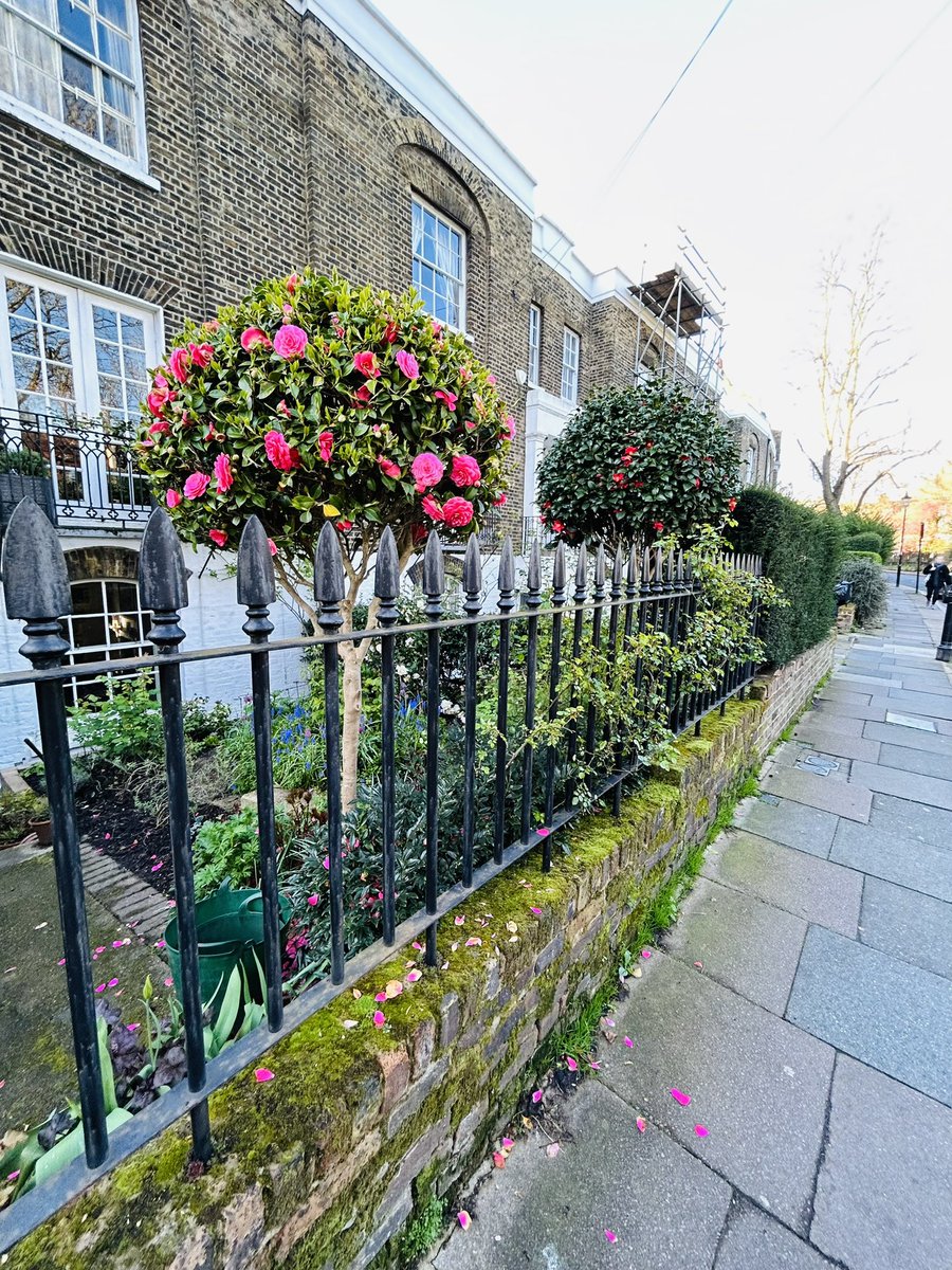 JPZaragoza1's tweet image. Some more pics of the flowers in the garden #SpringinLondon