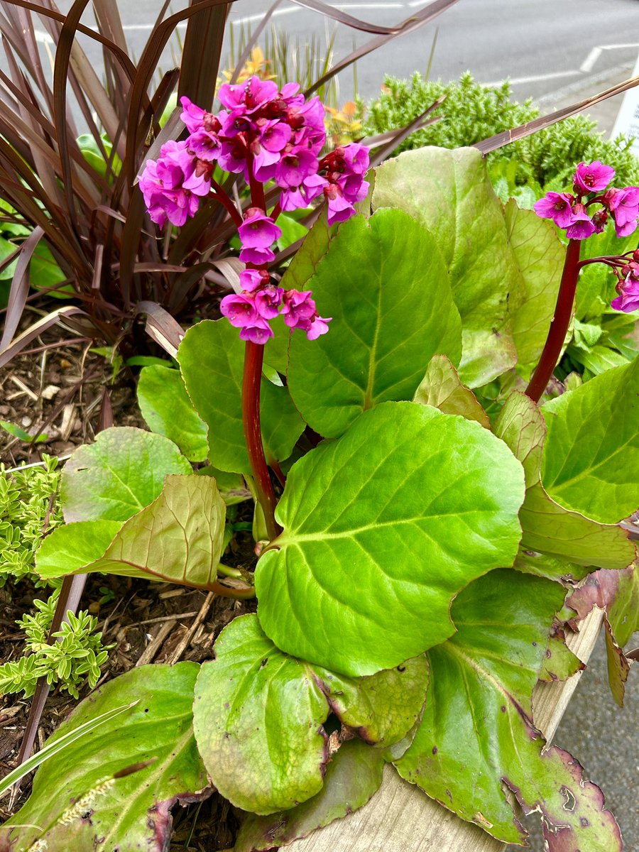 JPZaragoza1's tweet image. Some more pics of the flowers in the garden #SpringinLondon