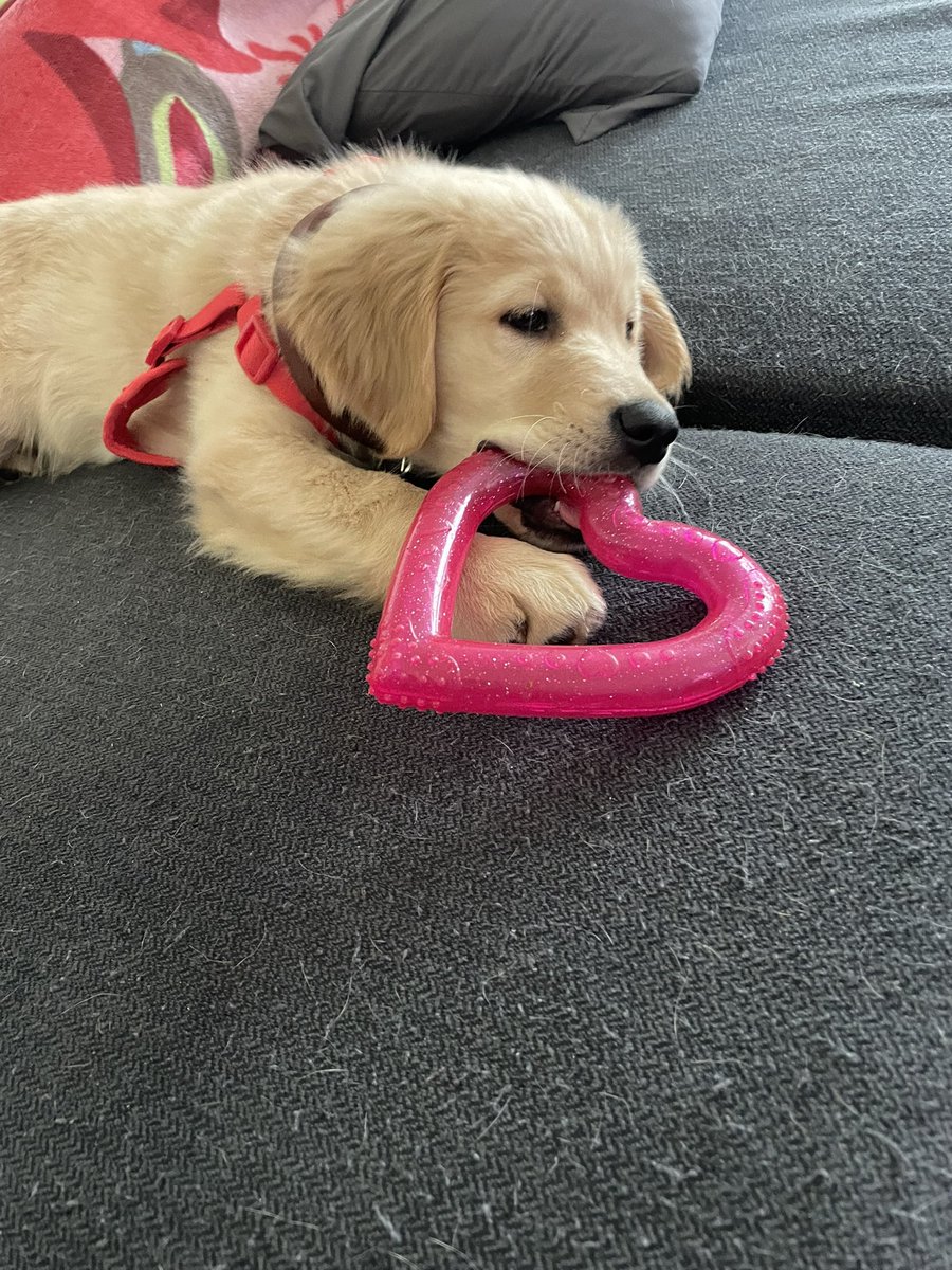 laura_angelicaa's tweet photo. Mac 💙🐾 https://t.co/9ogAKmcLs4