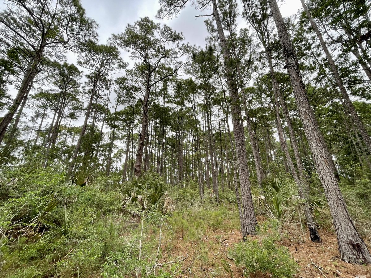 Scenes from awesome first days of field work at Parris Island. #welcometothejungle