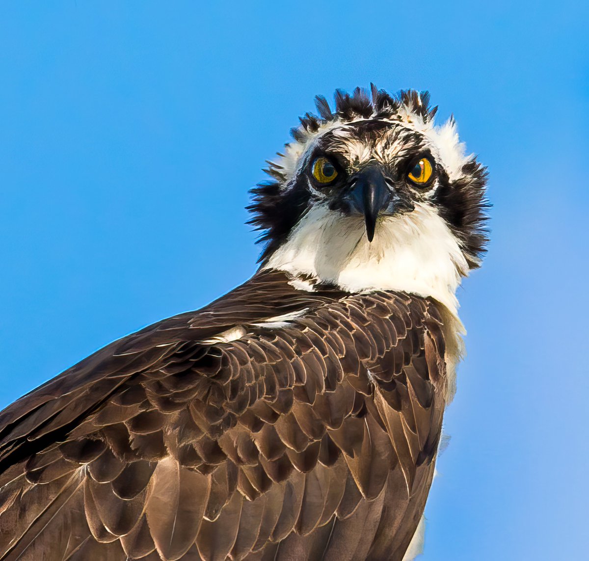 I See You

The keen vision of the osprey

 #wildlife #wildlifephotography #birds #birdphotography #photooftheday