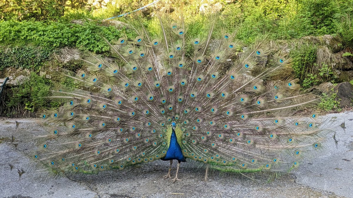 Chefdebbiethorpe tweet media