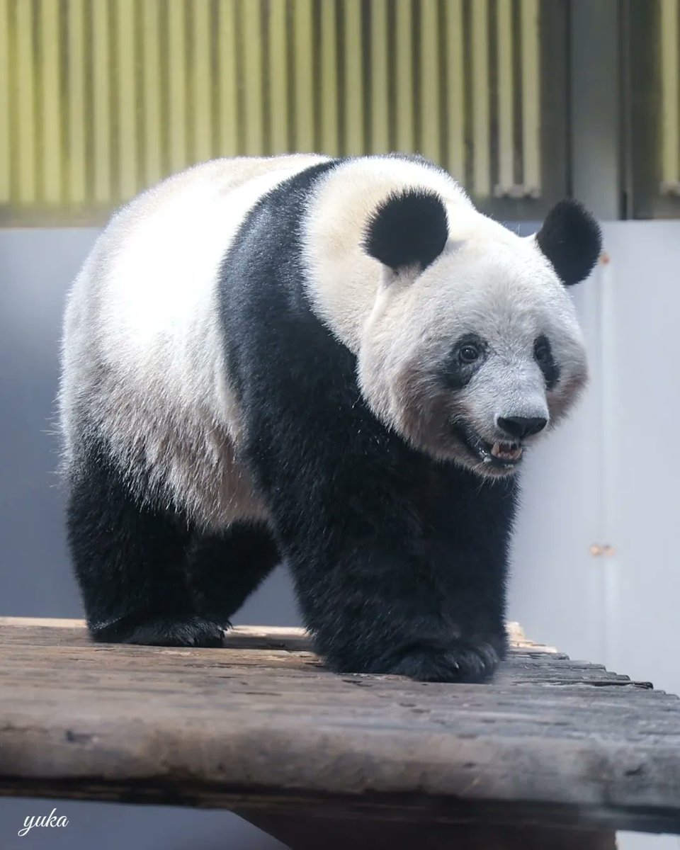 シャンシャン💖

渡航して3か月が経ちました。

今日もご機嫌で過ごせますように♡

　　　　　　　     2022.4.2.sat.撮影

#中国保護大熊猫研究中心雅安碧峰峡基地
#上野動物園 #uenozoo
#シャンシャン #xiangxiang #香香
#いつも心にシャンシャンを
#giantpanda
