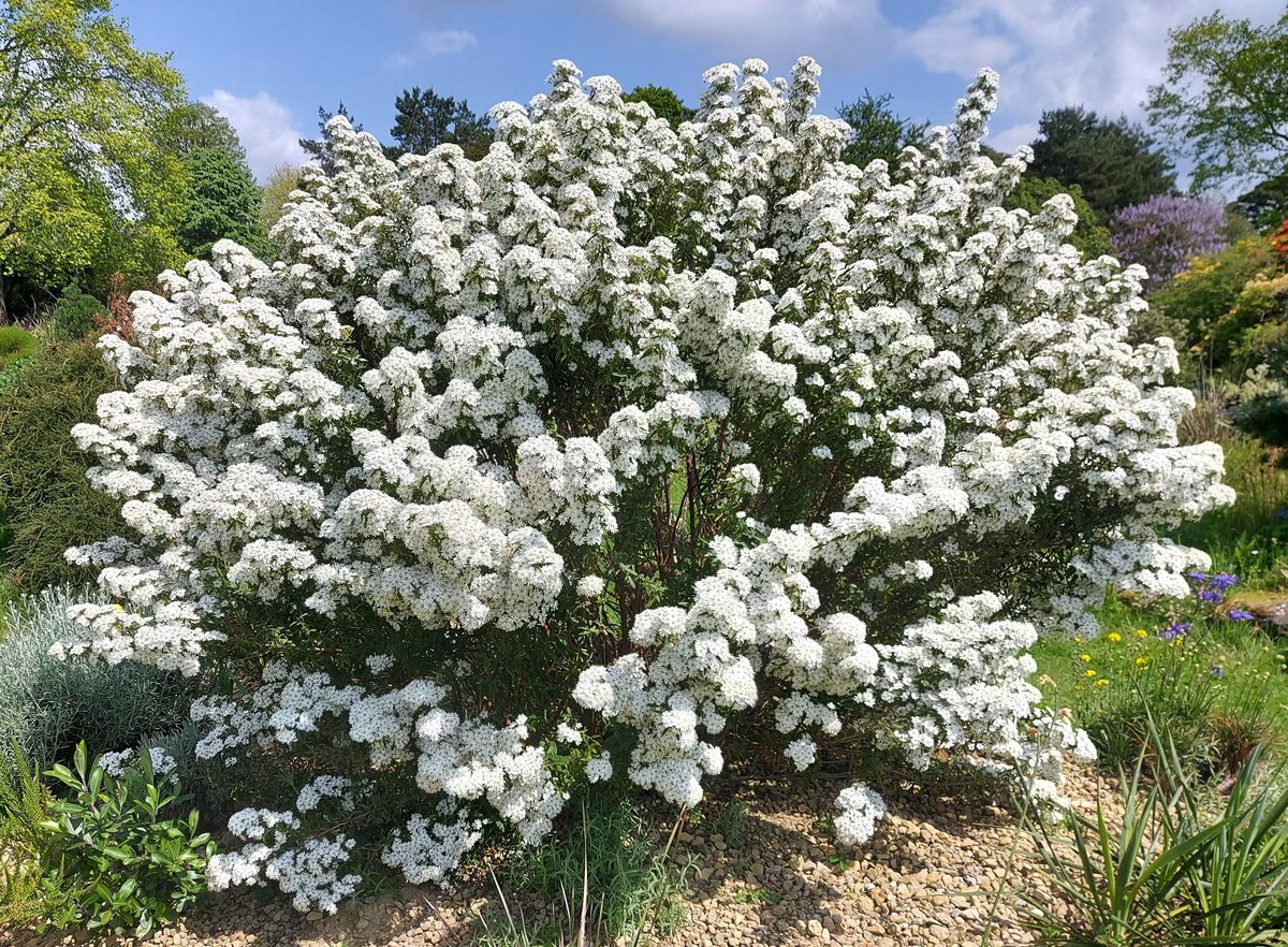 Olearia phlogopappa at Nymans. How did it get a name like that?