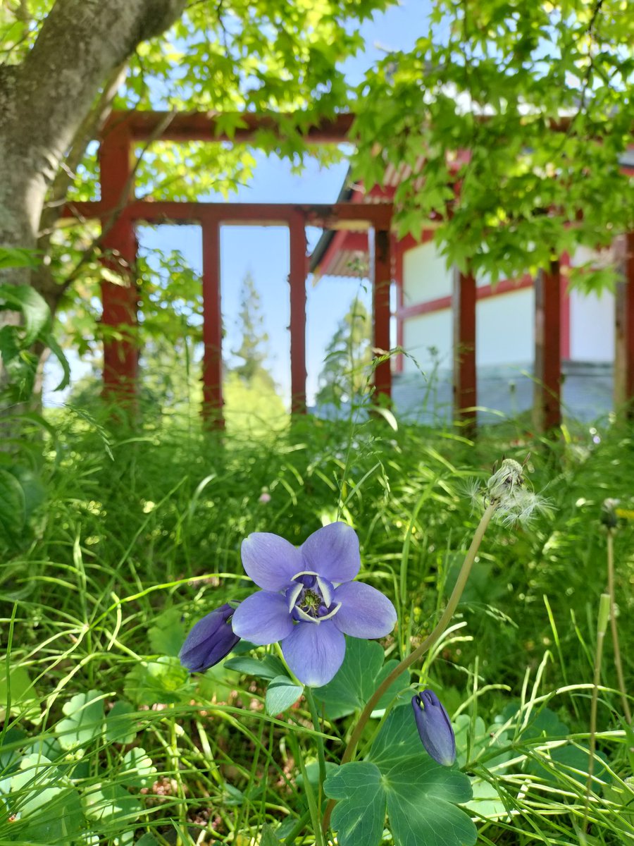 mitake_gomado's tweet photo. おはようございます！
本日、営業させていただきます🍡

神社での、大口真神式年祭も本日終了。
春の御岳山へどうぞ🌷

#御岳山　#武蔵御嶽神社　#大口真神　#おいぬさま　#青梅　#花 https://t.co/KEuaI9fNEO