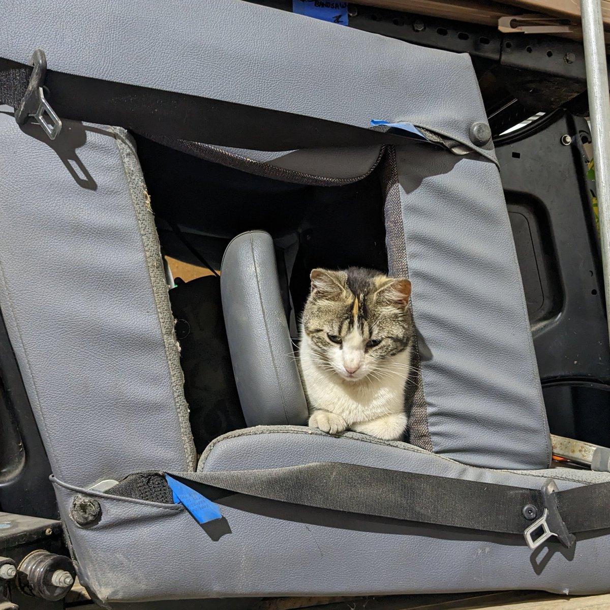 How to identify a shop cat:

Completely unbothered by the sounds of welding and power tools, but perks up at anything that sounds like a bag of treats.