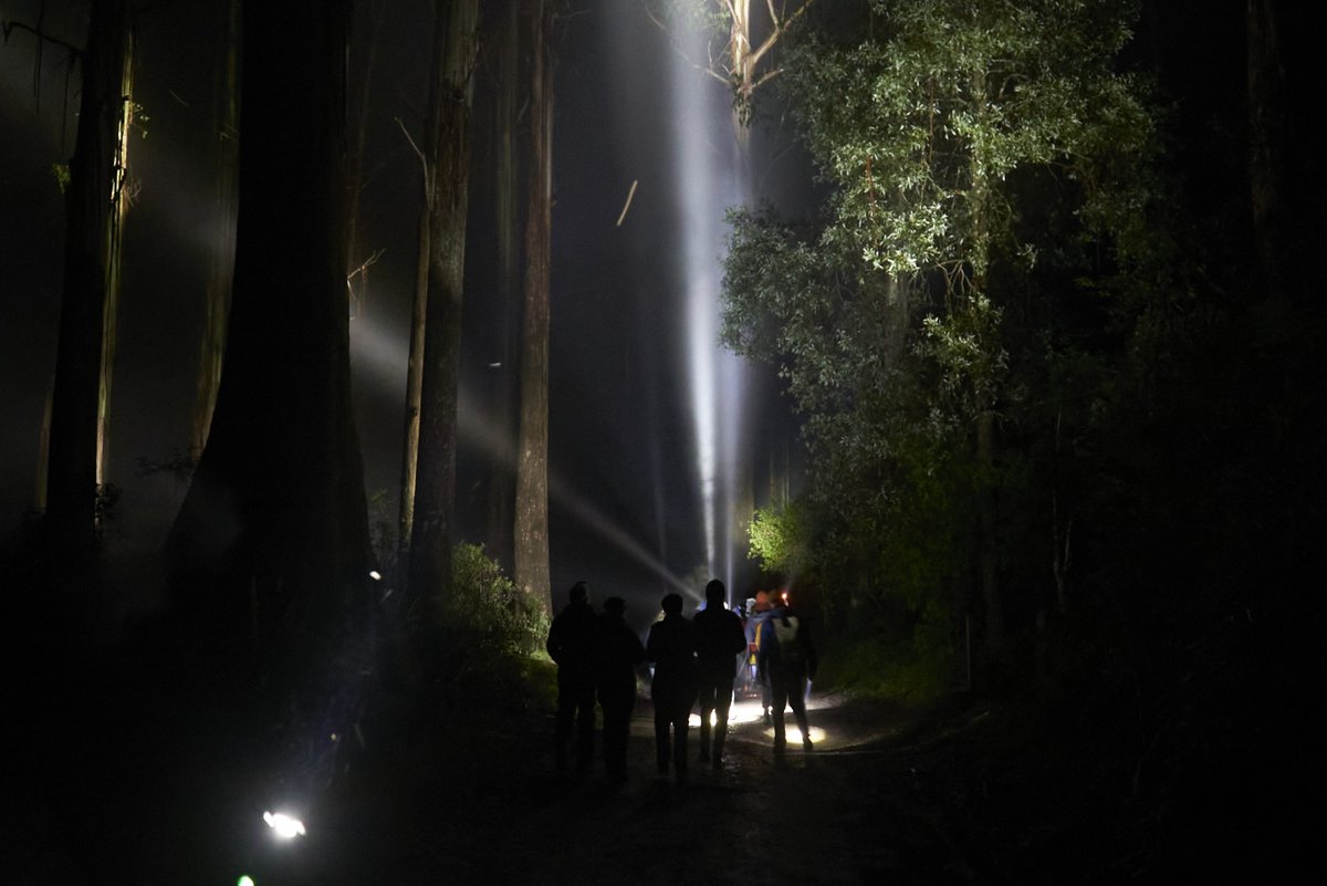 Last night across Victoria, nearly 200 people conducted surveys for endangered species in areas earmarked for logging. This was a gesture of defiance to the govt's new laws brought in yesterday which mean this activity could result in huge fines or even jail. We won't be bullied.