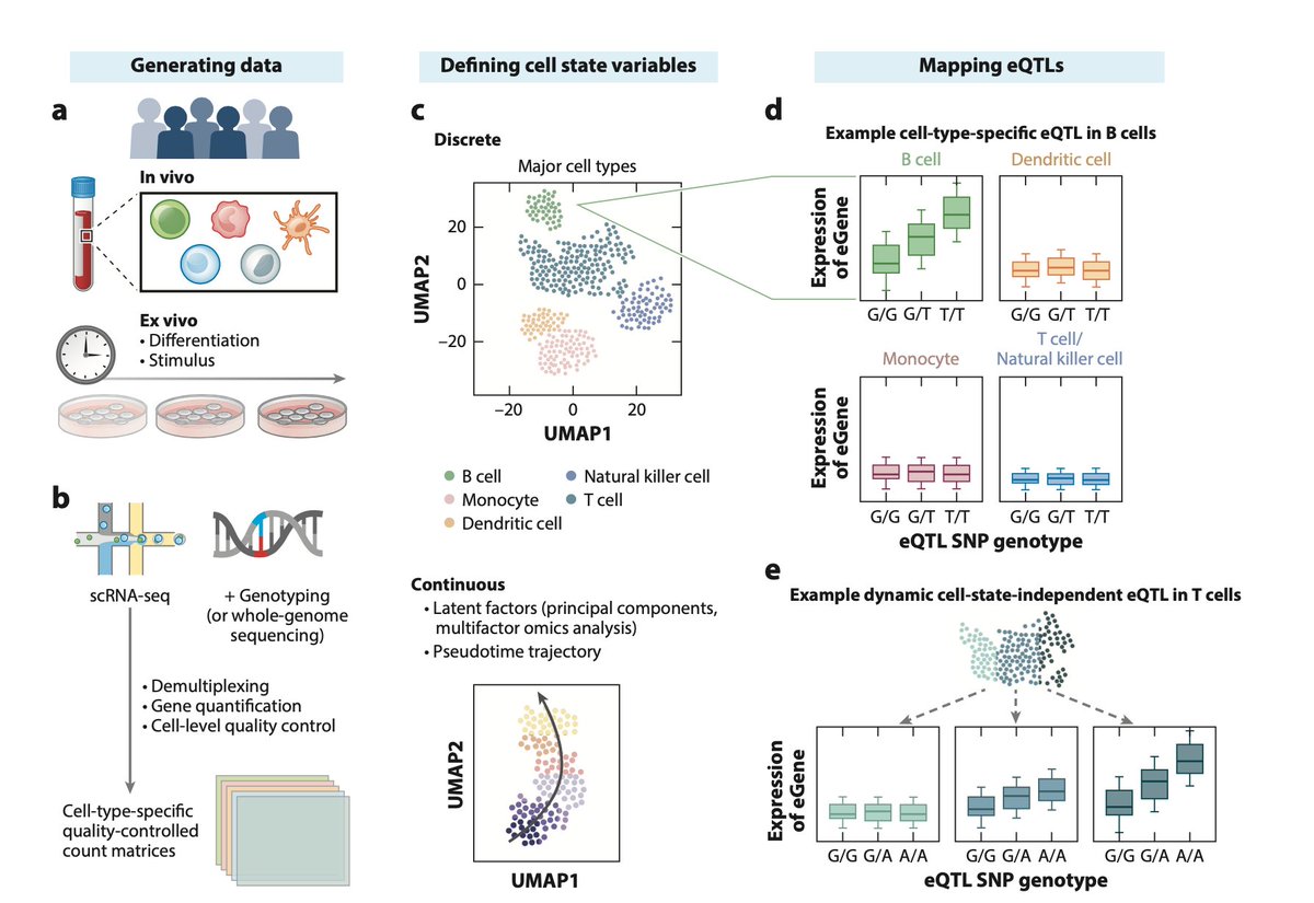 Joyce Kang, PhD (@joycebkang) on Twitter photo Hot off the press! 📢✨ Check out our in-depth review on “Methods and Insights from Single-Cell Expression Quantitative Trait Loci” 🧬📖! <a href="/AnnualReviews/">Annual Reviews</a>
Had a great time writing with <a href="/Raveancic/">Alessandro Raveane</a> <a href="/aparnanathan/">Aparna Nathan</a> <a href="/nicolesoranzo/">Nicole Soranzo</a> <a href="/soumya_boston/">Soumya Raychaudhuri সৌম্য রায়চৌধুরী</a>
annualreviews.org/doi/abs/10.114… Hot off the press! 📢✨ Check out our in-depth review on “Methods and Insights from Single-Cell Expression Quantitative Trait Loci” 🧬📖! <a href="/AnnualReviews/">Annual Reviews</a>
Had a great time writing with <a href="/Raveancic/">Alessandro Raveane</a> <a href="/aparnanathan/">Aparna Nathan</a> <a href="/nicolesoranzo/">Nicole Soranzo</a> <a href="/soumya_boston/">Soumya Raychaudhuri সৌম্য রায়চৌধুরী</a>
annualreviews.org/doi/abs/10.114…