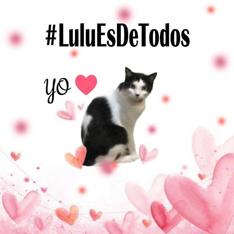 nechy33's tweet photo. #LuluSomosTodos #DevuelvanALulu #SafariCarabobo @NuriTrejo @TarekWiliamSaab @rafaellacava10 https://t.co/EB2UoR3MCQ