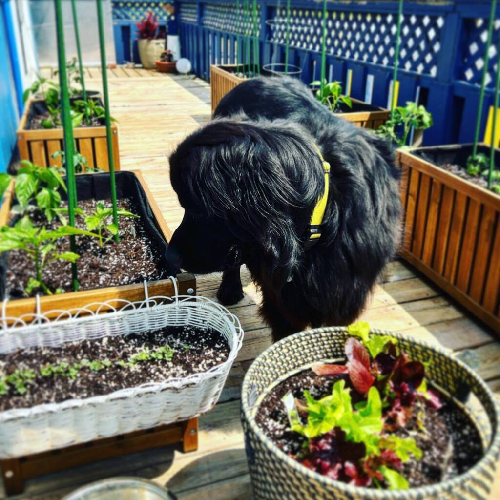 Sounder has been so busy with her gardens! Everything is planted! 😋🥕🍅🫑🥬🌶️🧅 #vegetablegarden #gardening #greenthumb