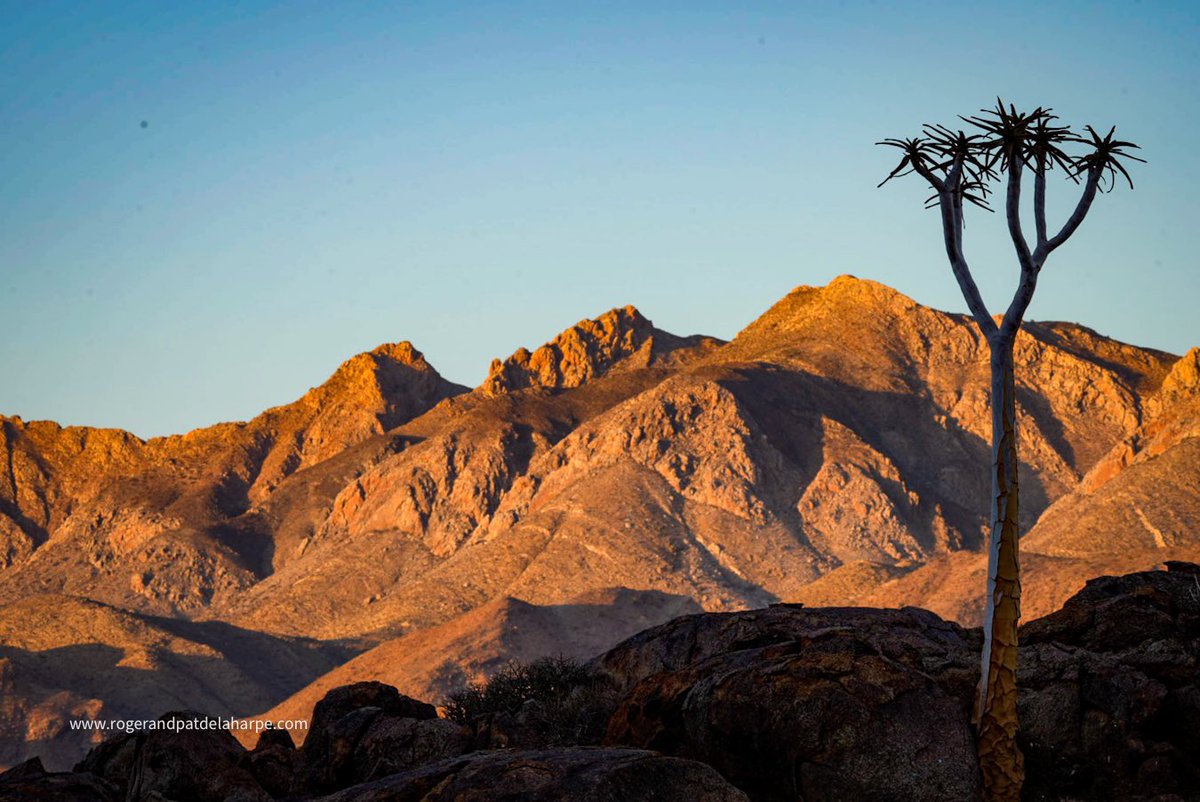 Roger de la Harpe tweet media