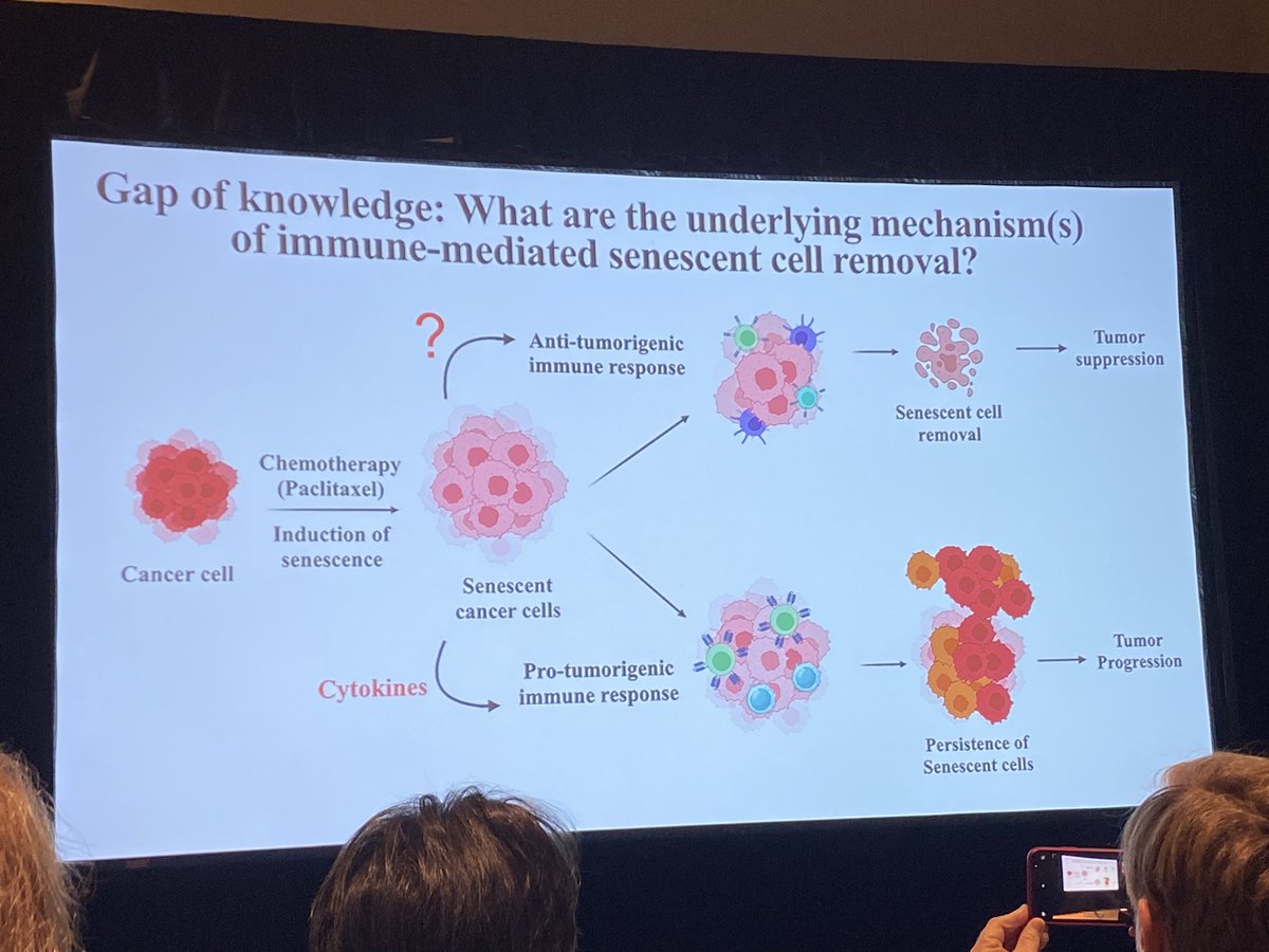 ArabTanina's tweet photo. Outstanding talk in the #ISEV2023 aging session from @fepulab! Congratulations to Tahereh Ziglari on the clear presentation and the elegant execution of the work to assess implication of EVs in senescence cell removal! Absolutely brilliant! https://t.co/RtMn5SfmM5