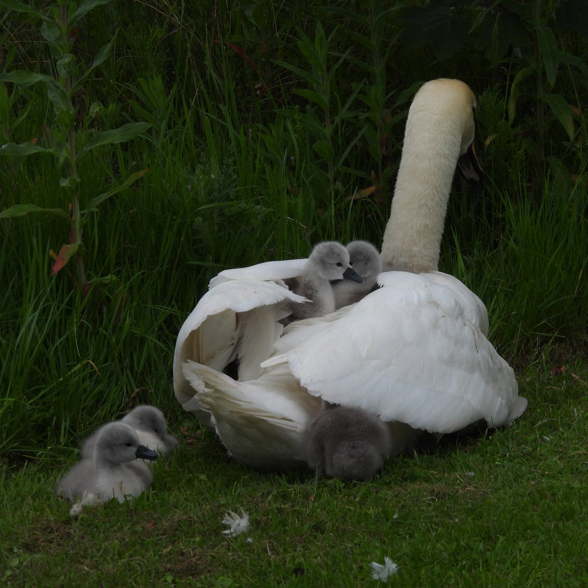 GrahamProle's tweet photo. Swan nest 6 in my survey area has hatched. #TymonPark Wellington Road ๐ฎ๐ช with 5. First reported yesterday. YN(CCFF) is the female. #ColourRinging https://t.co/cizEpZaKWv