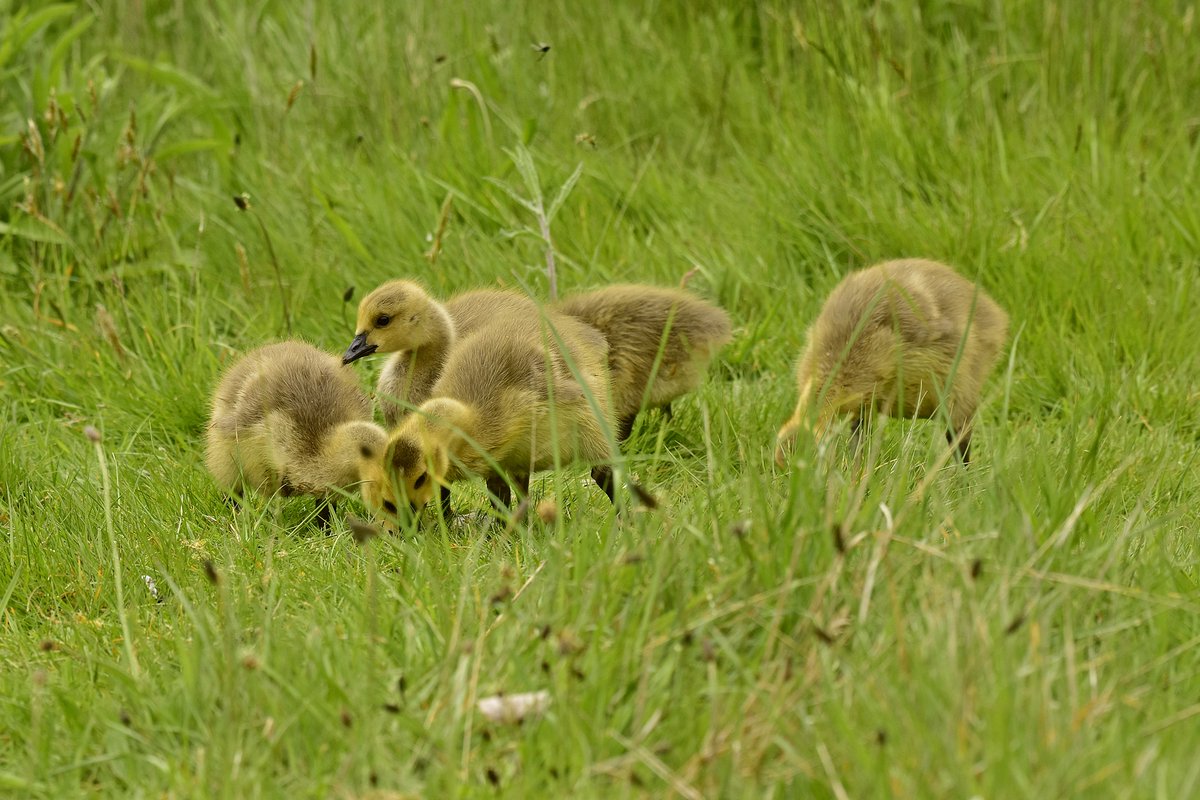 Canada goslings are very cute! Duddingston today.