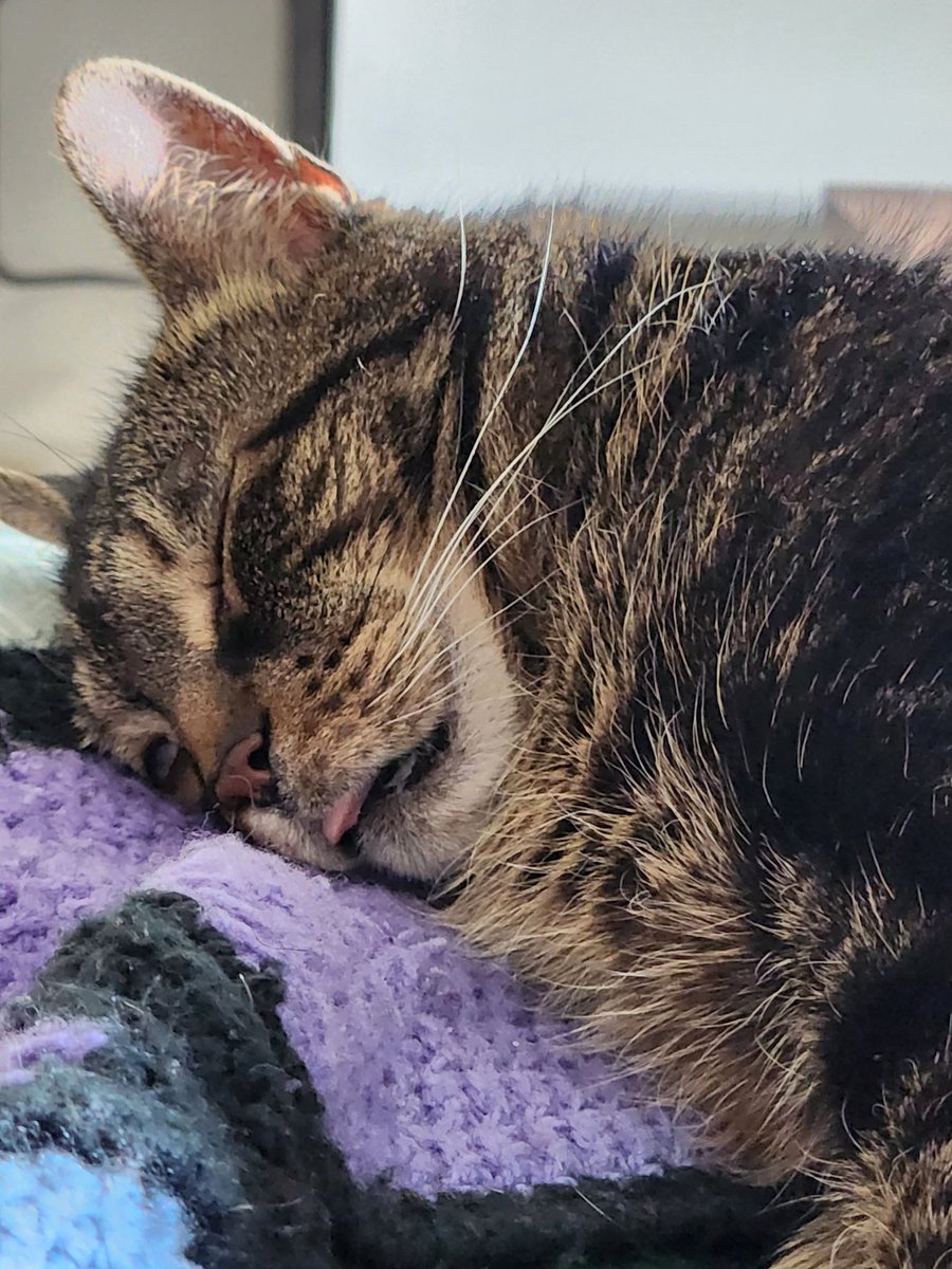 Astro demonstrating the best way to spend your Saturday afternoon